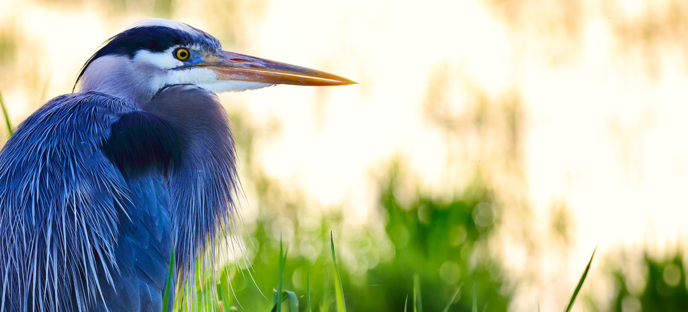 Photo of a blue heron