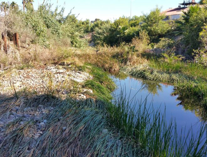 Photo of the Chollas Creek channel before cleanup