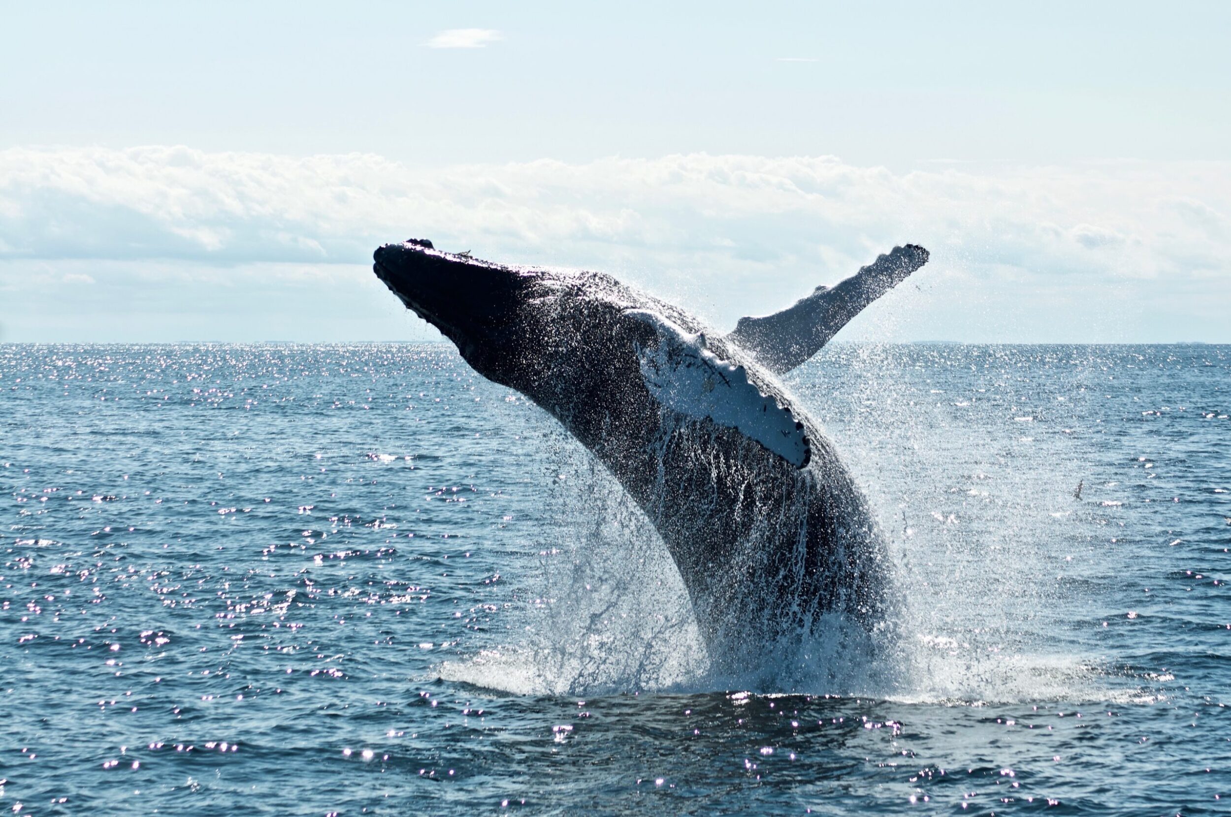 Photo of a whale jumping out of the water